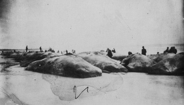 Full-size image