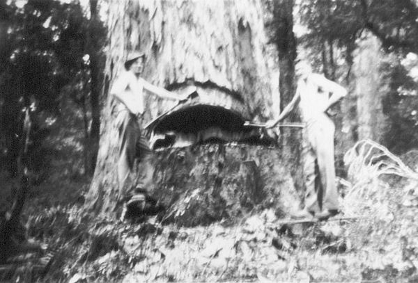 Full-size image
