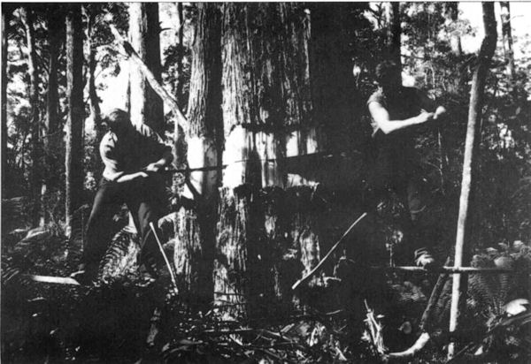 Full-size image