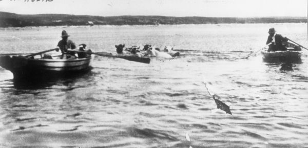 Full-size image
