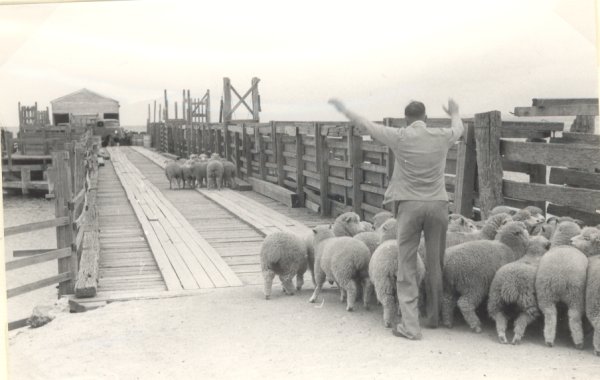 Full-size image