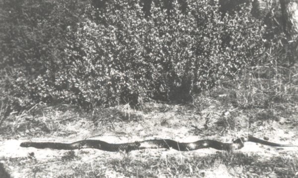 Full-size image