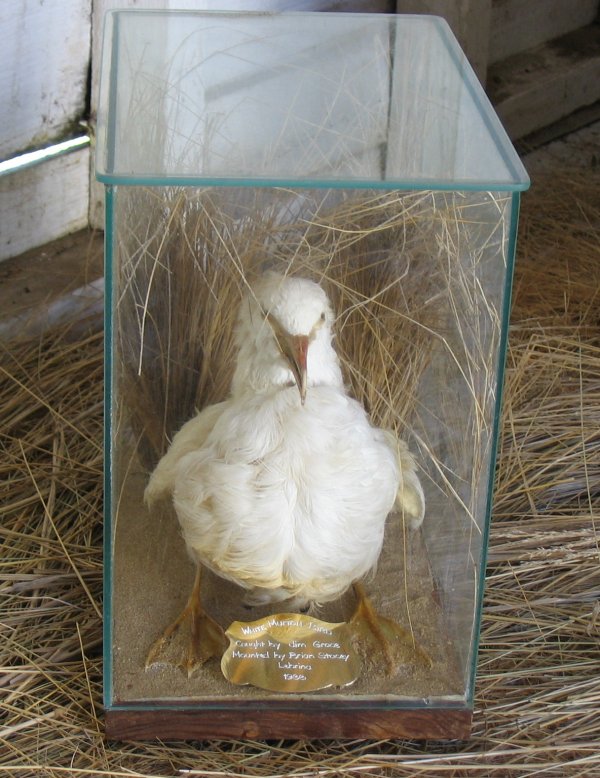 Full-size image