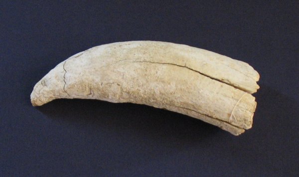 Full-size image