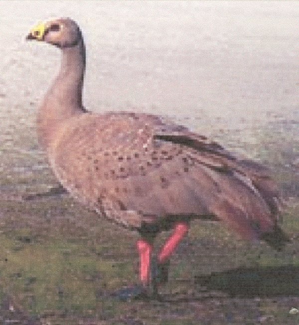 Full-size image