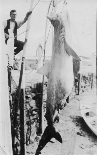 Full-size image
