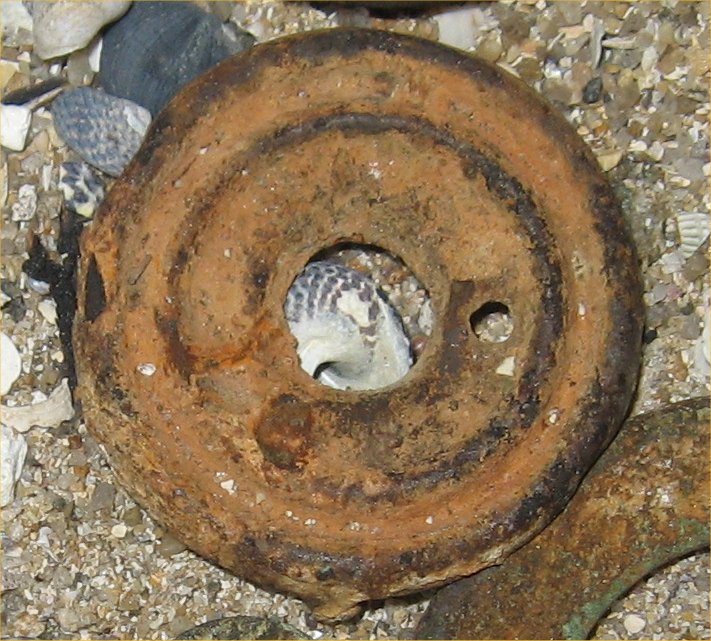 Full-size image
