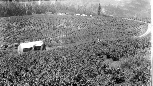 Full-size image