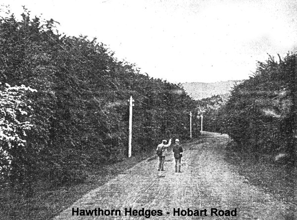 Full-size image