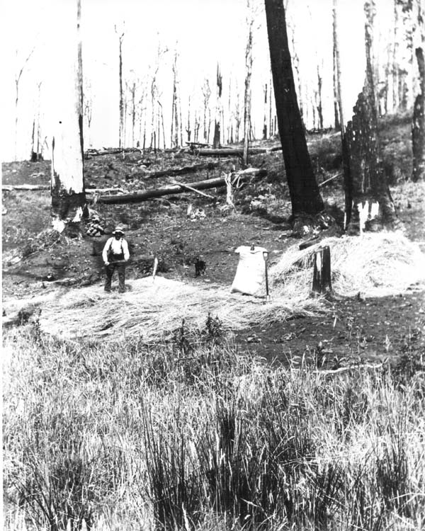 Full-size image
