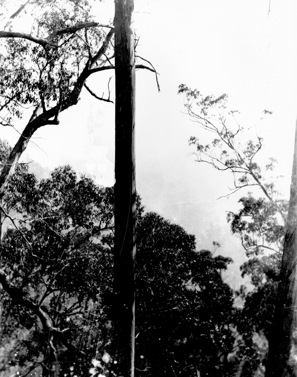 Full-size image