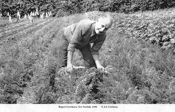 Full-size image