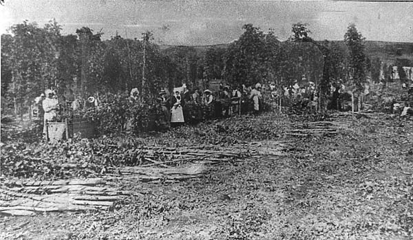 Full-size image