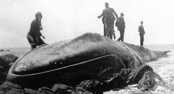 Full-size image